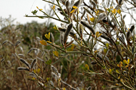 Cytisus villosus